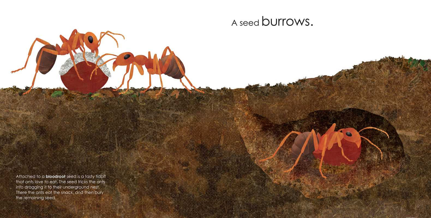 Seeds Move! by Robin Page
