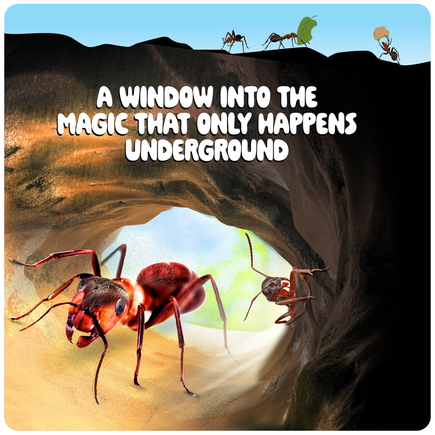 Ant Farm Kit for Kids, Sand Habitat, Includes Ant Voucher