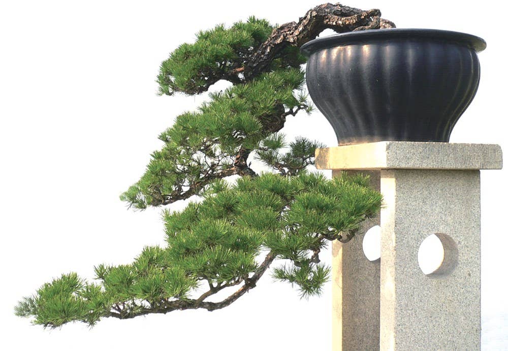 Penjing: The Chinese Art of Bonsai
