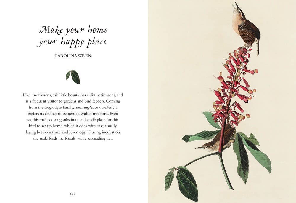 Wisdom of Birds: Essential Life Lessons