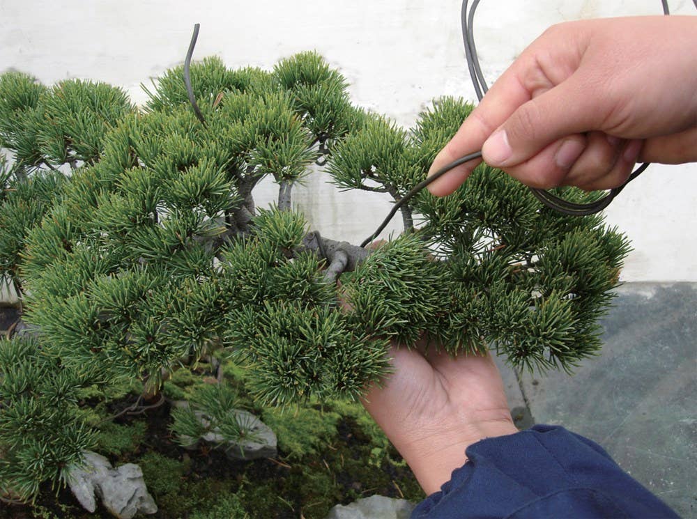 Penjing: The Chinese Art of Bonsai