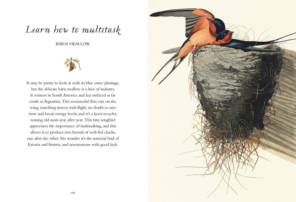 Wisdom of Birds: Essential Life Lessons