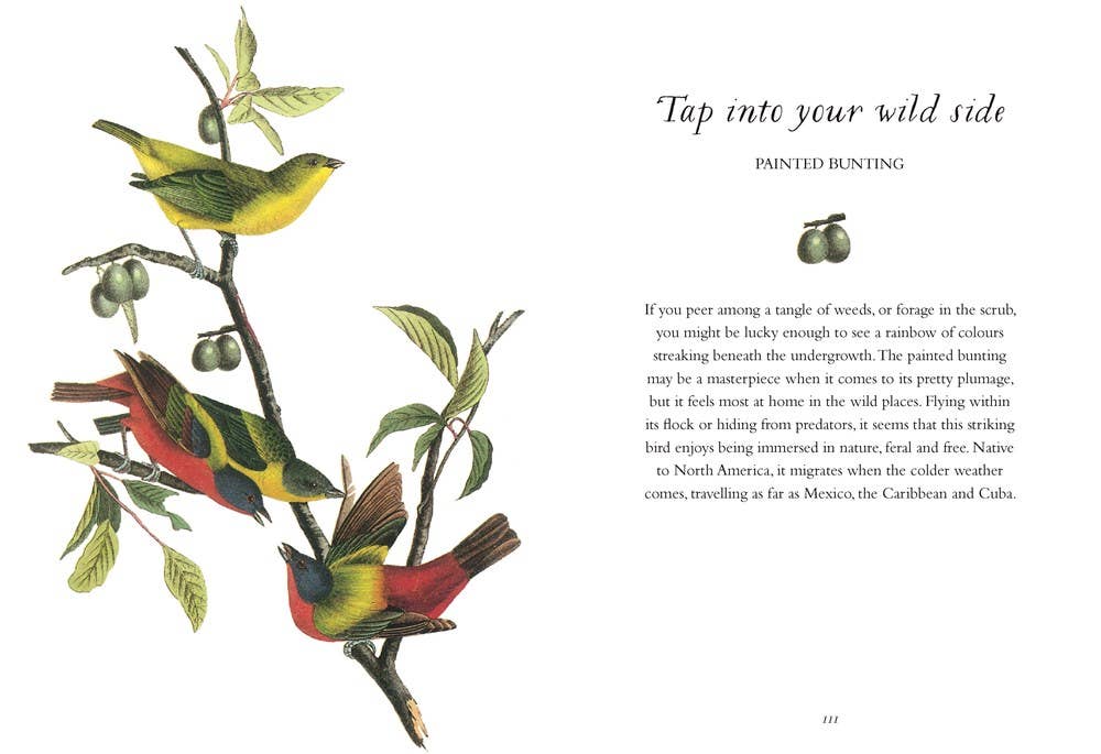 Wisdom of Birds: Essential Life Lessons