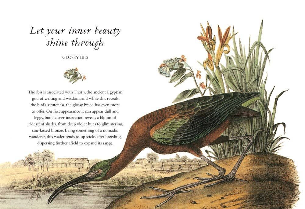 Wisdom of Birds: Essential Life Lessons