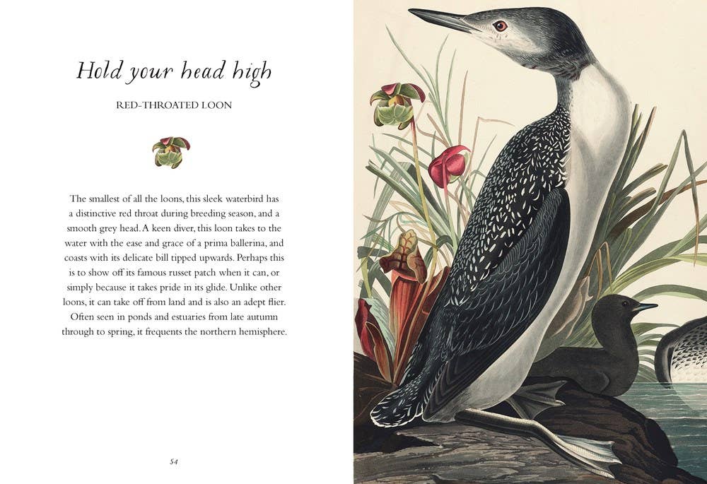 Wisdom of Birds: Essential Life Lessons