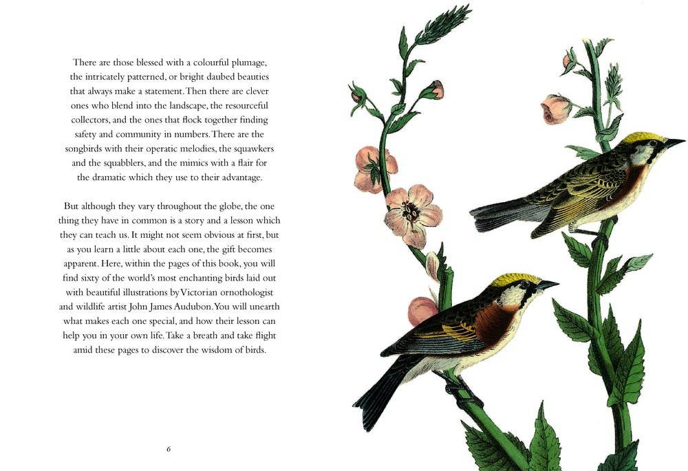 Wisdom of Birds: Essential Life Lessons
