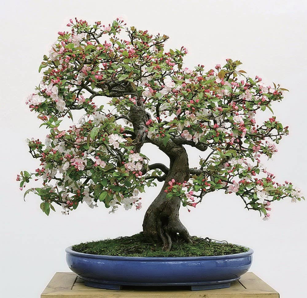 Penjing: The Chinese Art of Bonsai