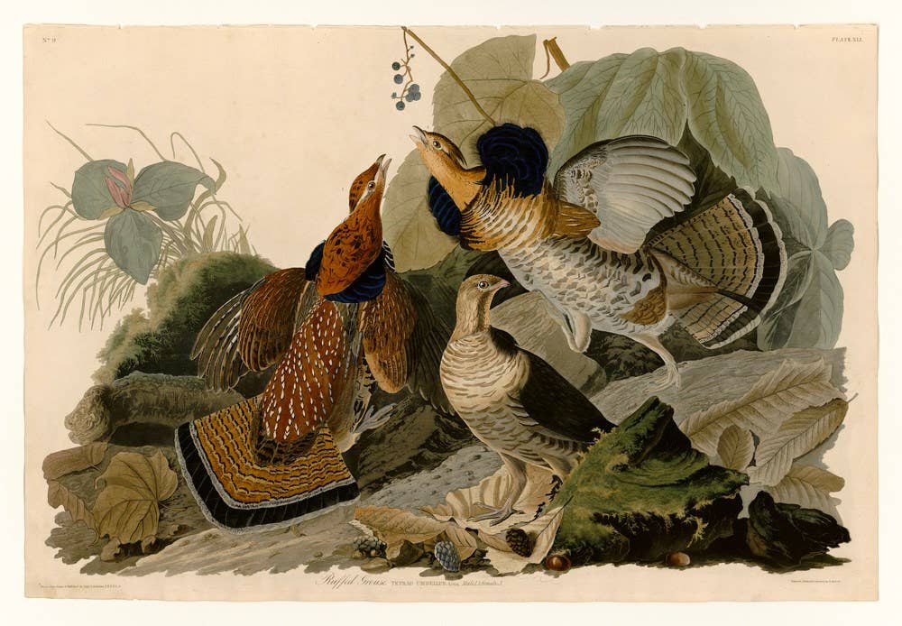 John Audubon and the World of Birds for Kids