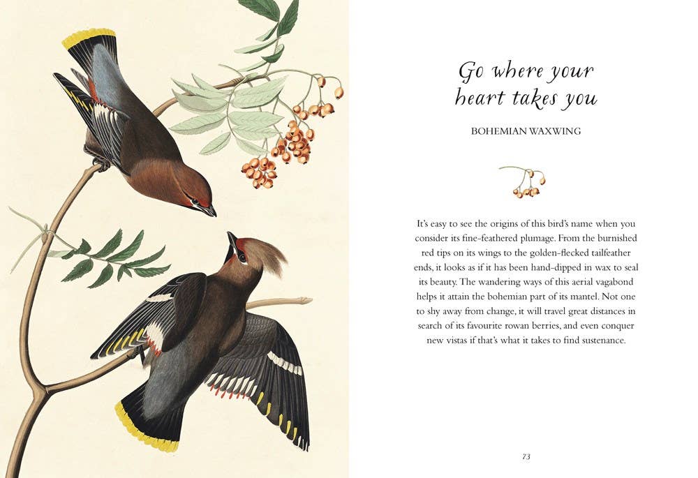 Wisdom of Birds: Essential Life Lessons
