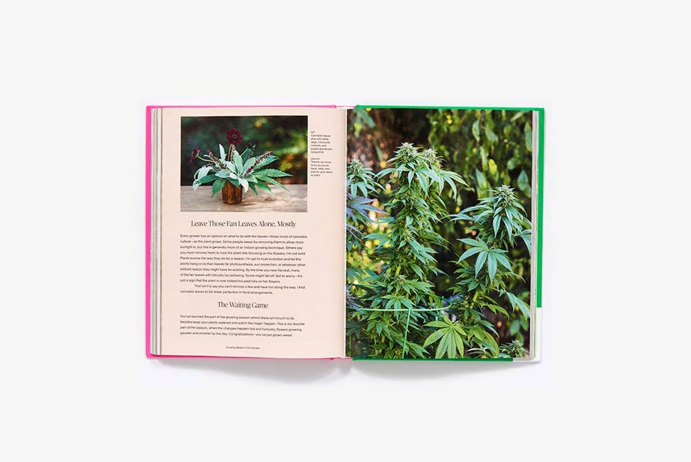 Growing Weed in the Garden