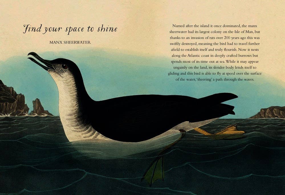 Wisdom of Birds: Essential Life Lessons