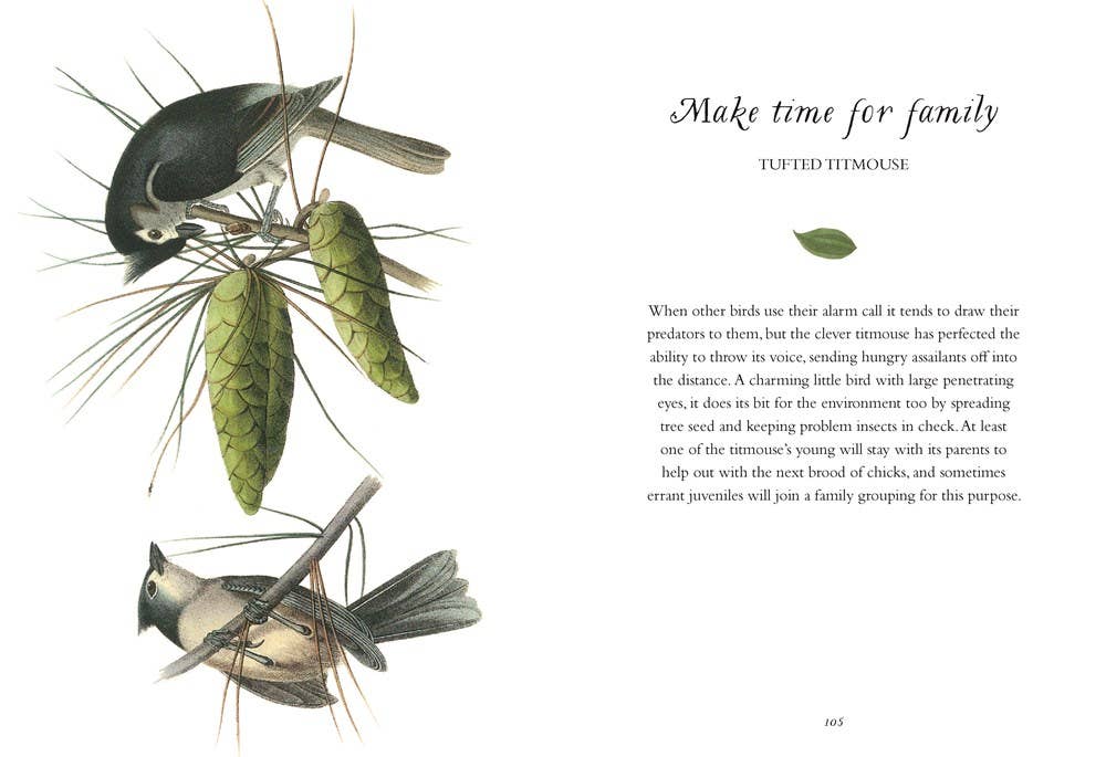 Wisdom of Birds: Essential Life Lessons