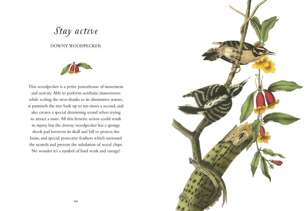 Wisdom of Birds: Essential Life Lessons