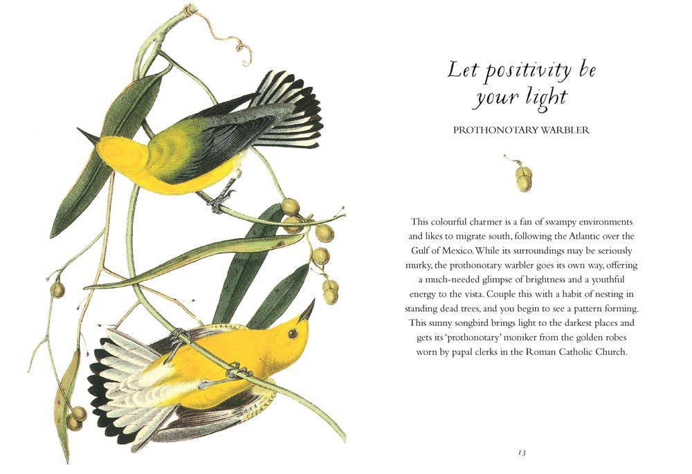 Wisdom of Birds: Essential Life Lessons