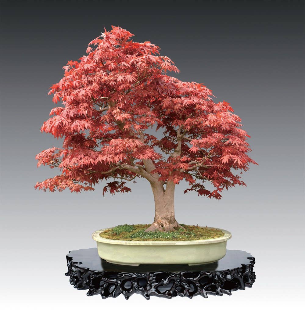 Penjing: The Chinese Art of Bonsai