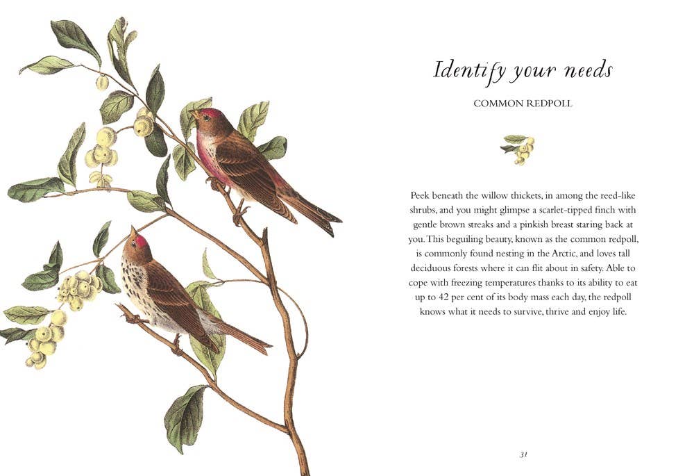 Wisdom of Birds: Essential Life Lessons
