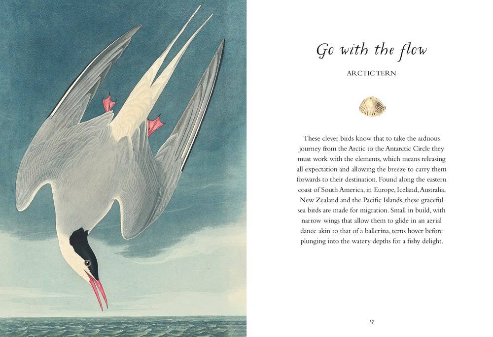 Wisdom of Birds: Essential Life Lessons