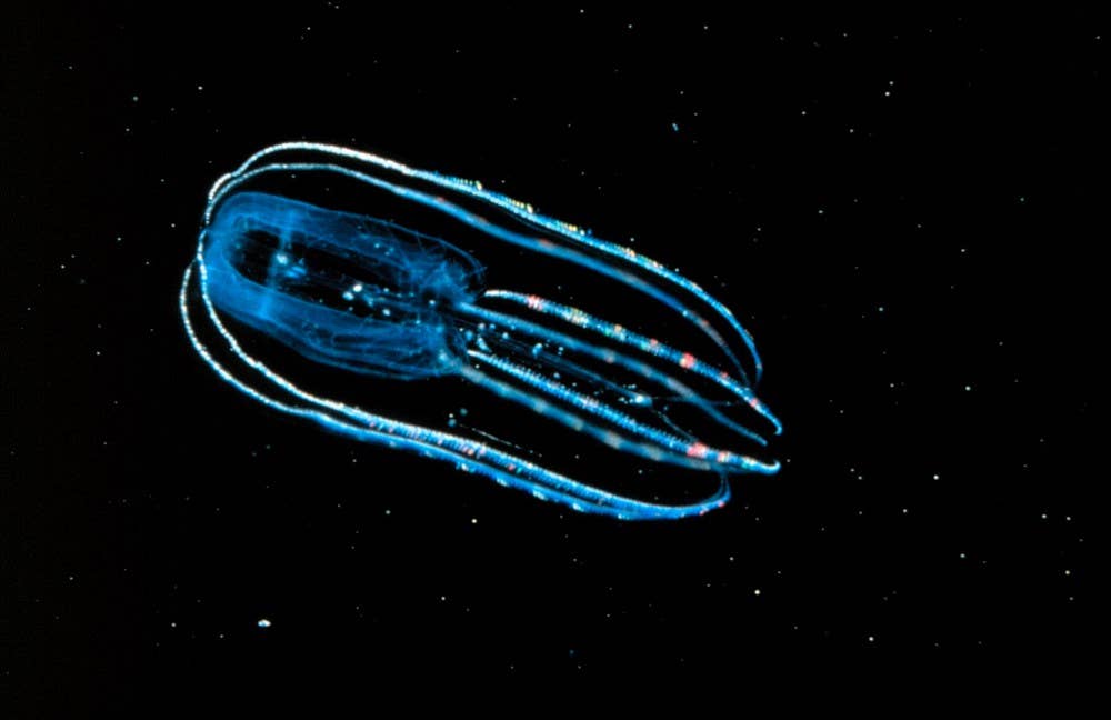 Marine Science for Kids