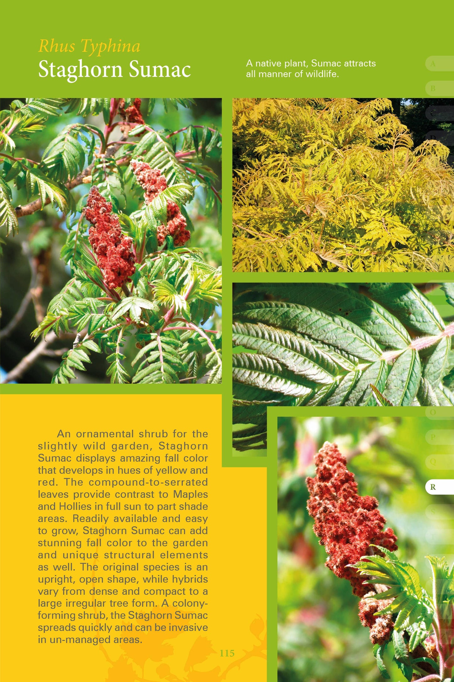 Coastal Garden Plants: Maine to Maryland