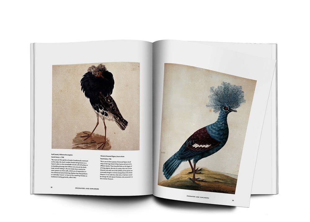 Birds