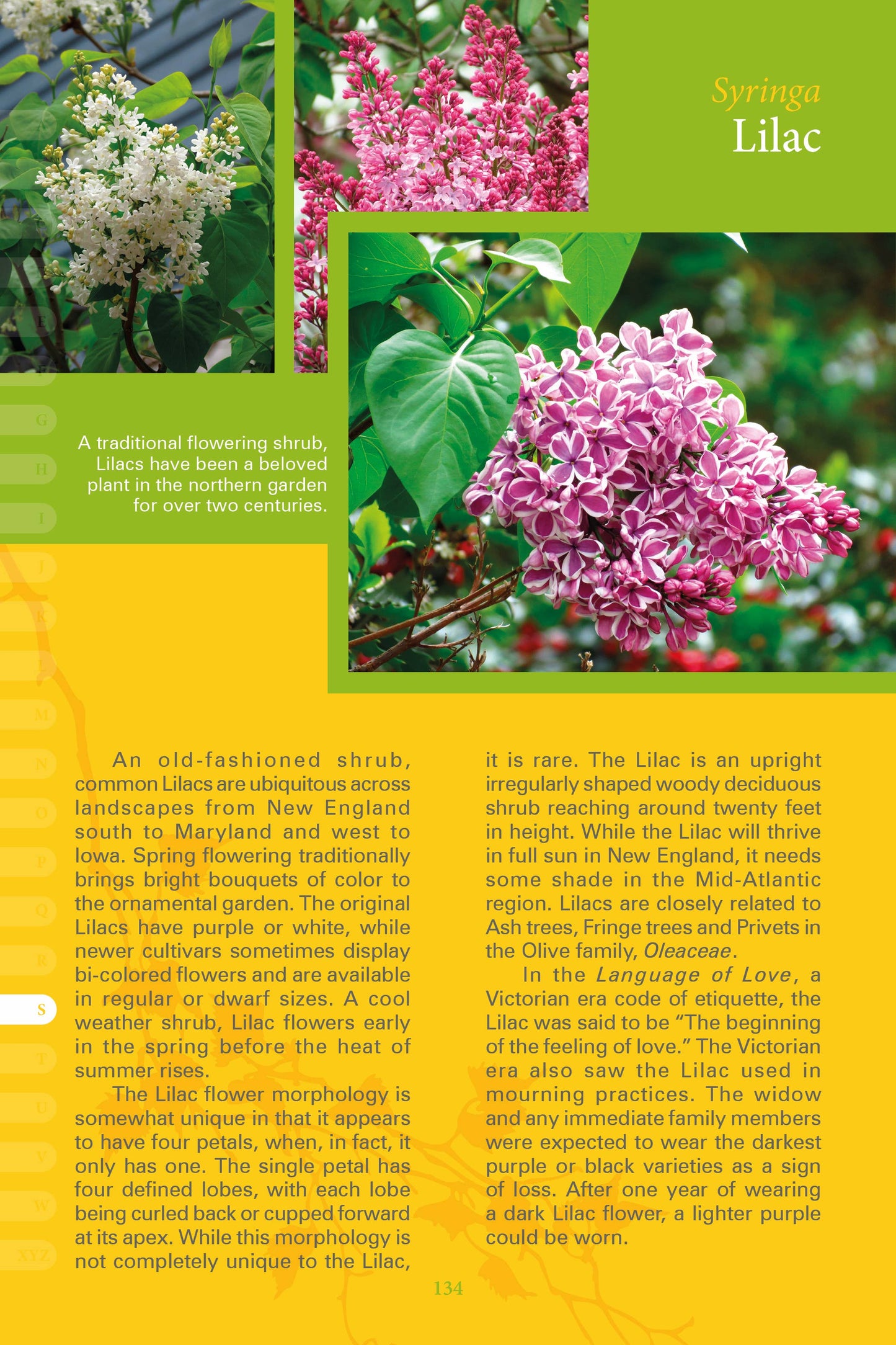 Coastal Garden Plants: Maine to Maryland