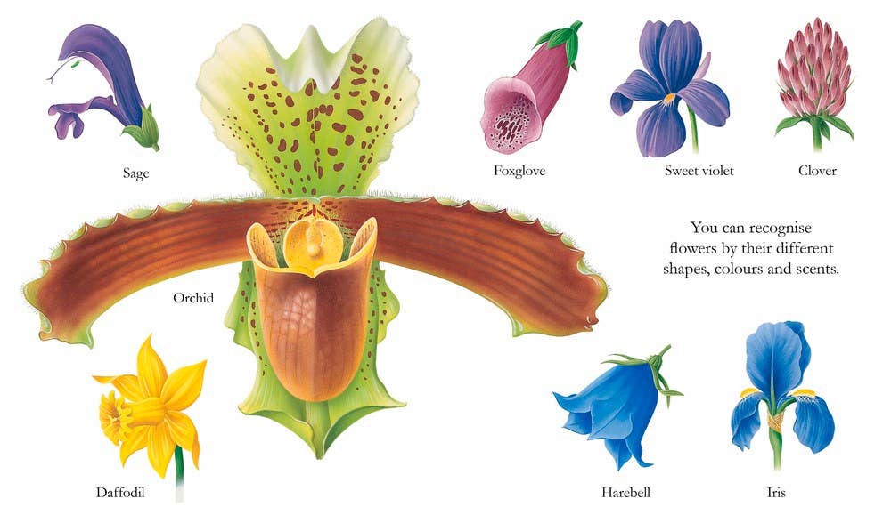 Flowers