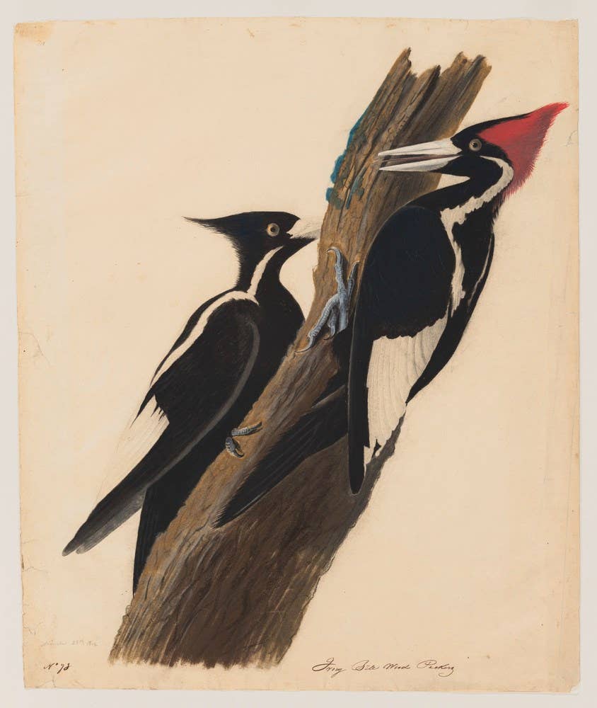 John Audubon and the World of Birds for Kids