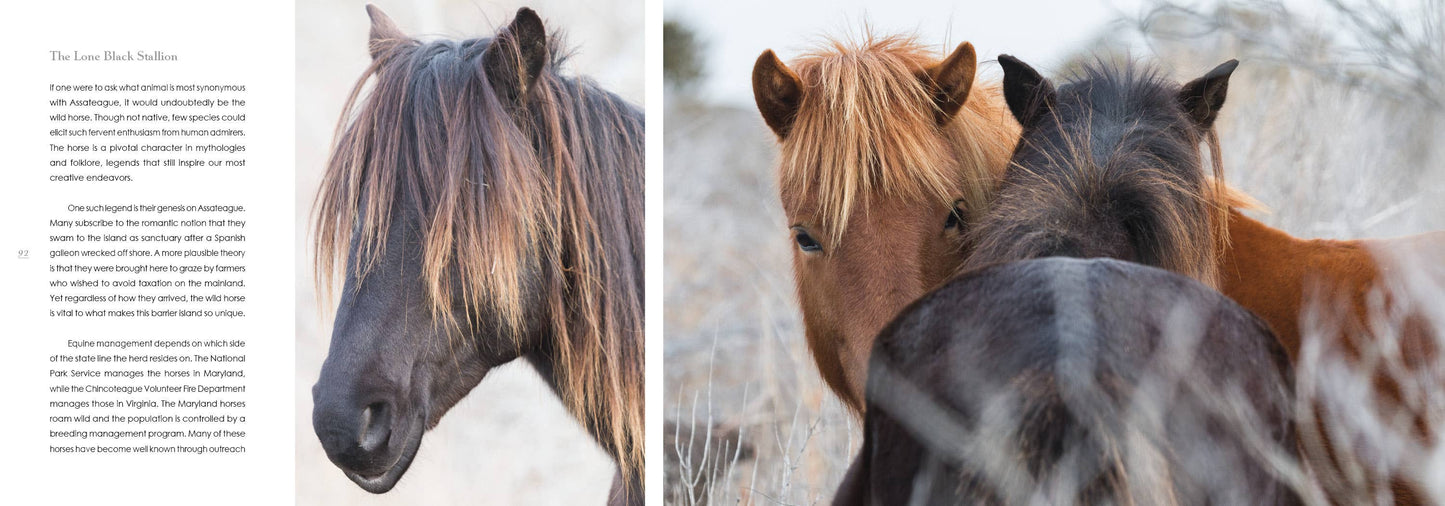 Natural Wonders of Assateague Island
