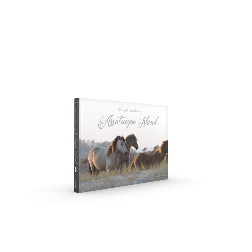 Natural Wonders of Assateague Island