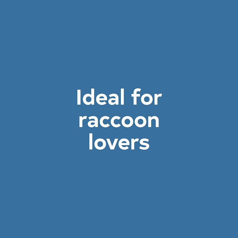 Baby Raccoon
