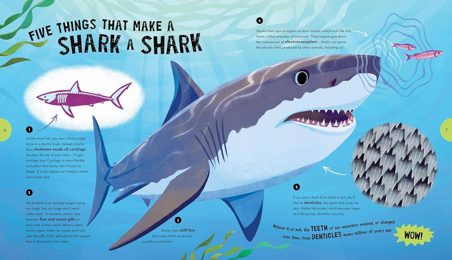 Sensational Sharks