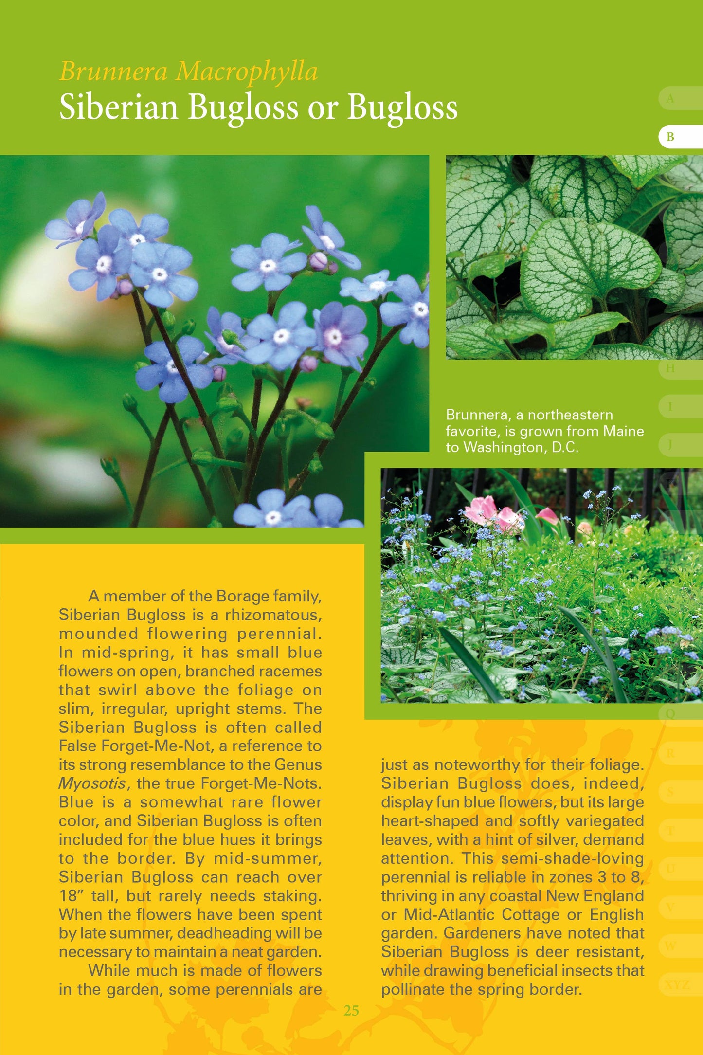 Coastal Garden Plants: Maine to Maryland